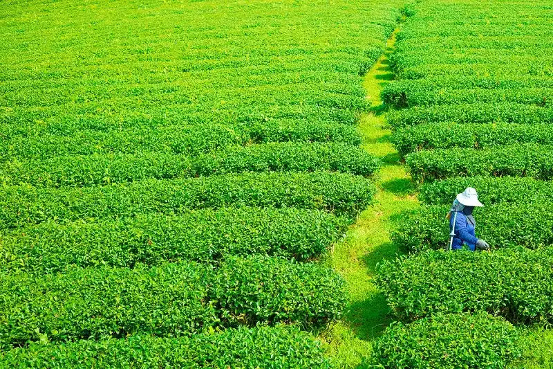 Matcha Teeplantage in Japan – Bio Matcha Anbau 2025