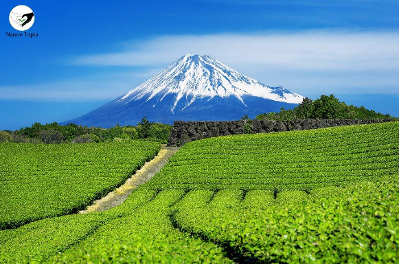 Bio Ceremonial Matcha Teeplantage mit Blick auf den Fuji in Japan – Symbol der Matcha Bedeutung und Teezeremonie