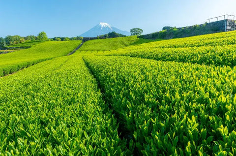 Matcha Kotobuki: Detox und Entspannung auf natürliche Weise