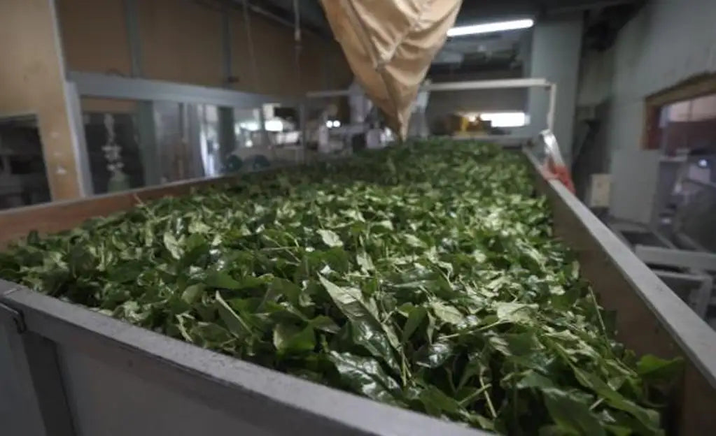 Grüne Teblätter in einem großen industriellen Behälter.