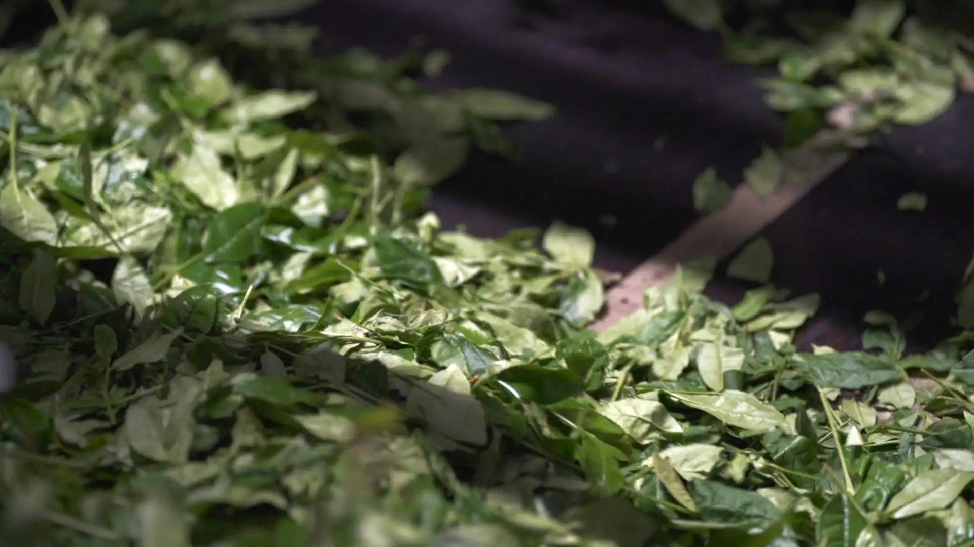 Grüner Blätterkräutertee-Mix, lose Blättervariante mit natürlichem Kräuteraroma und erdiger Geschmacksnote.