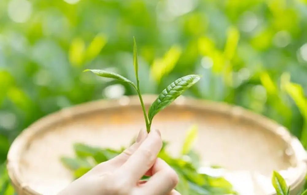 Grüner Teeblatt-Pflückerkorb mit geflochtener Hand und natürlichen Fasern.