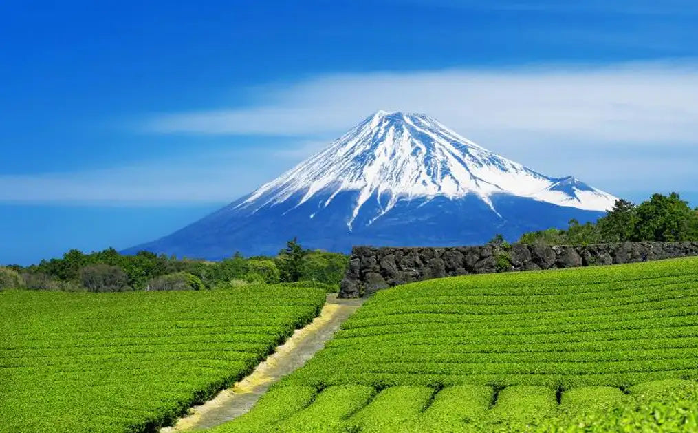Grüntee-Plantage mit schneebedecktem Berg als Kulisse