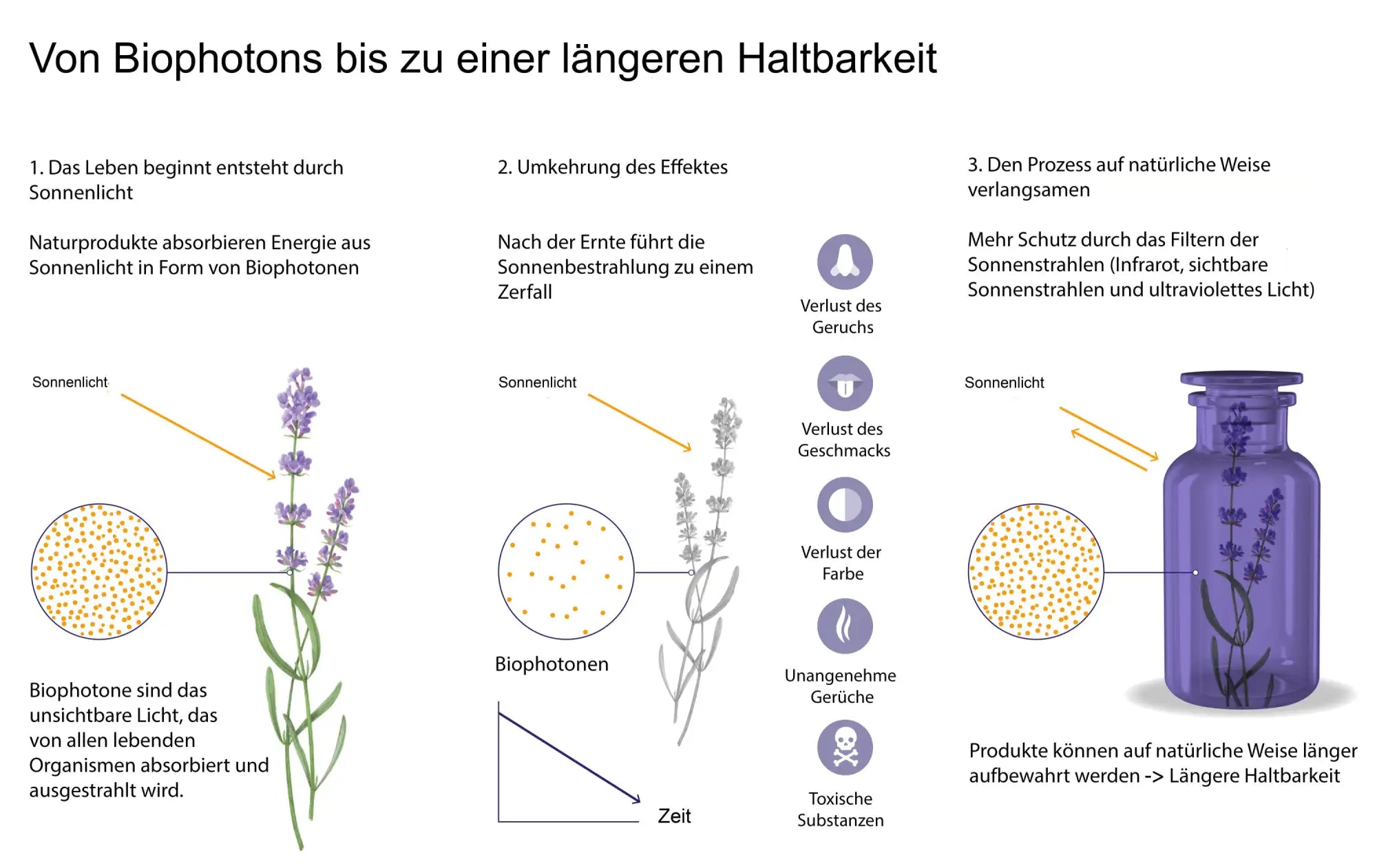 Lavendel-Blümenvasen mit lila Glas und weißen Blumen