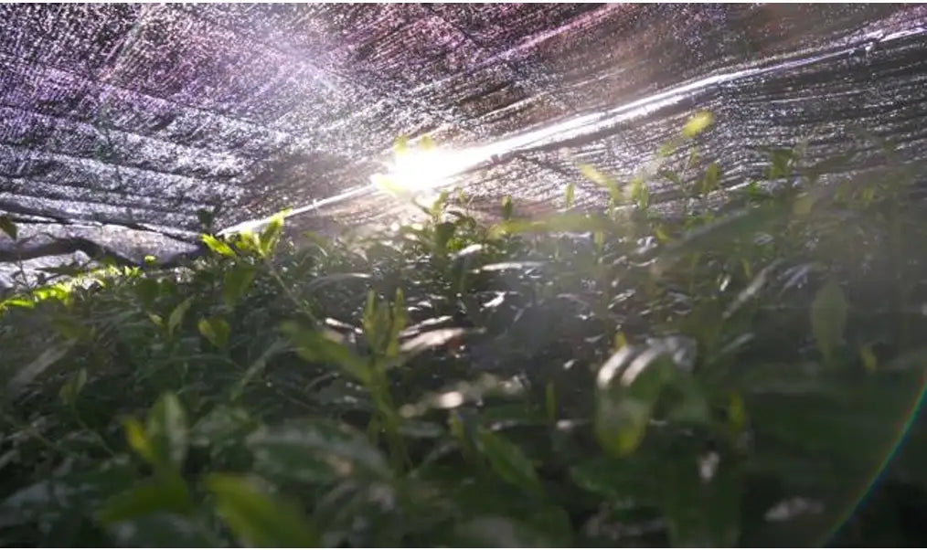 Klare Plastikfolie, die Pflanzen bedeckt, mit Sonnenlicht, das hindurchscheint.